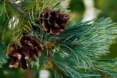 Santa Run! Friday December 6th