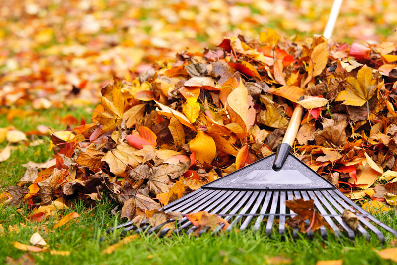 Yard Waste / Leaf Pickup