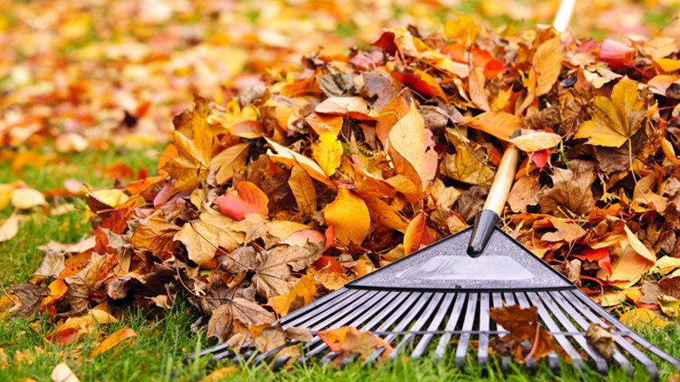Curbside Leaf Collection Program Fall 2023