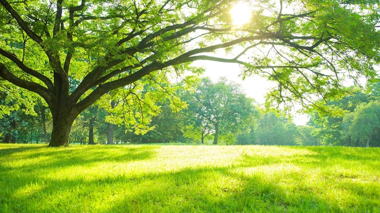Parks & Recreation Programs
